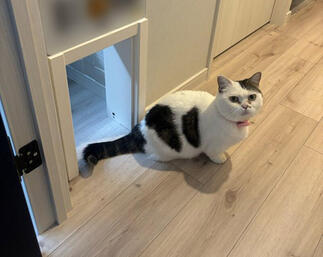 リビングには猫ちゃんの出入口も造作