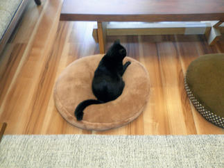 猫ちゃんも快適、床暖房