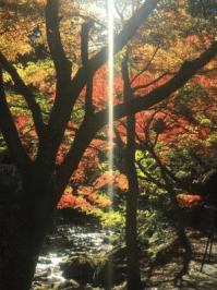 寄居　紅葉.JPGのサムネイル画像のサムネイル画像