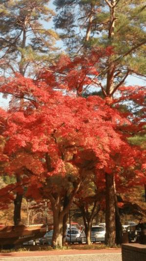 長瀞紅葉.JPGのサムネイル画像