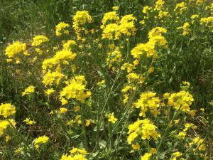 菜の花.JPGのサムネイル画像のサムネイル画像