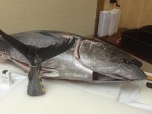 マグロ.JPG