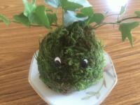 苔玉くん.JPGのサムネイル画像