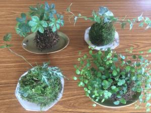 苔玉たち.JPGのサムネイル画像