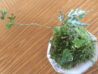 苔玉1位.JPGのサムネイル画像