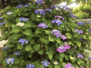 紫陽花　1.JPG