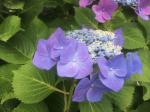 紫陽花　2.JPG