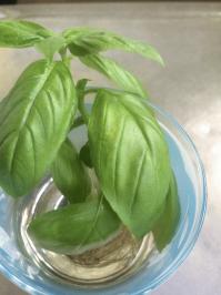 バジル.JPG