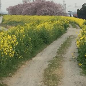 土手の菜の花.JPG