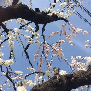 2016桜2.JPG