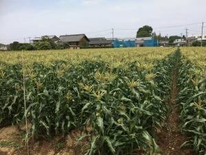 とうもろこし畑.JPG
