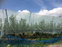 梨の木.JPGのサムネイル画像