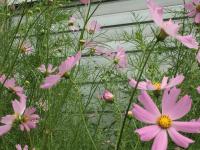 コスモス.JPG