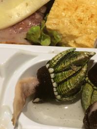 カメの手.JPGのサムネイル画像のサムネイル画像