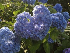 紫陽花.jpg