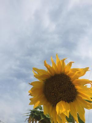 ひまわりと空.jpg