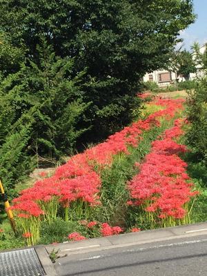 彼岸花１.jpg