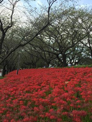 幸手彼岸花３.jpg
