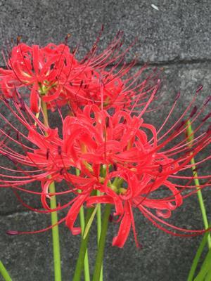 彼岸花.jpg