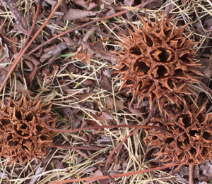 イガイガ (2).png