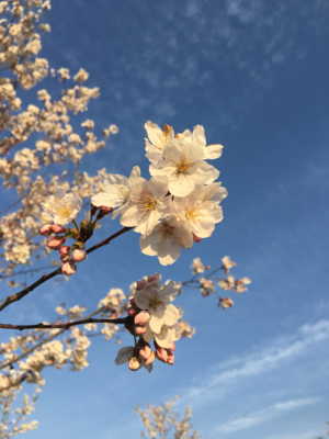 晴れと桜.png