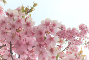 サクラ２ (2).png