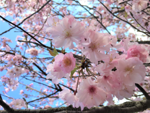 桜 (2).png