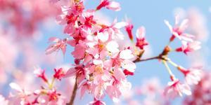 4IS_harunootozuretopinkunosakura_TP_V (2).jpg