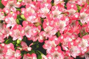 alstroemeria.jpg