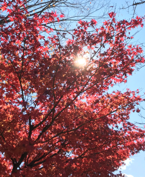 もみじ２ (2).png