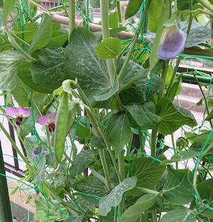 さやえんどう.JPGのサムネイル画像のサムネイル画像