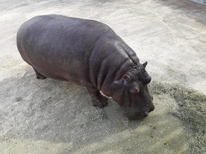 かば.jpgのサムネイル画像のサムネイル画像