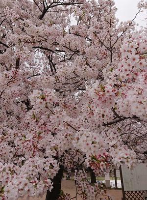 桜.jpg