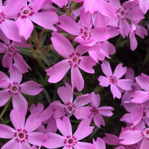 1587692915415 (2).jpg