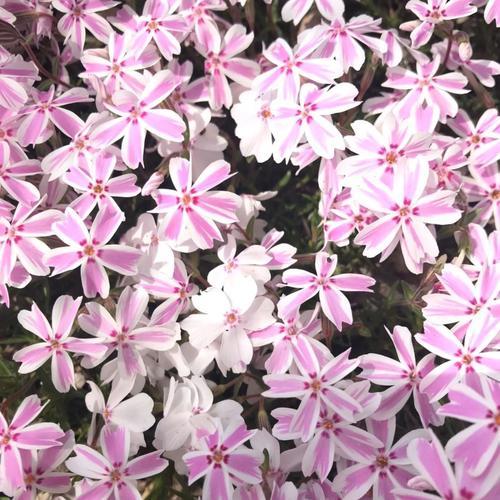 1587692935300 (2).jpg