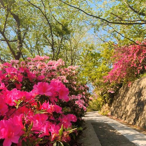 笹山公園つつじ (2).jpg