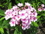 088-phlox-paniculata-150.jpg