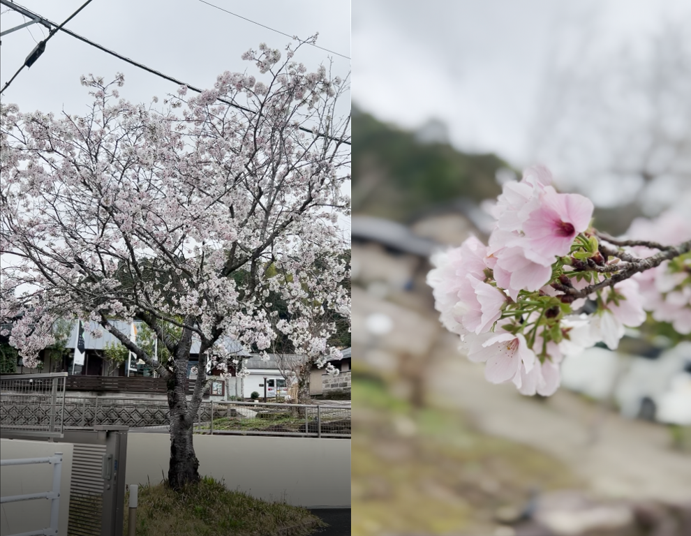 桜.png