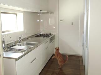 柔らかい色合いの明るいキッチン