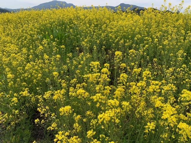 image0 - コピー.jpeg