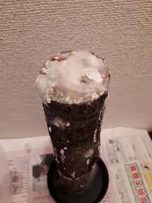 カビ.jpg