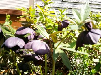 クリスマスローズ (1).JPG