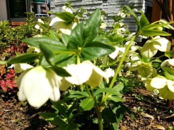 クリスマスローズ (3).JPG