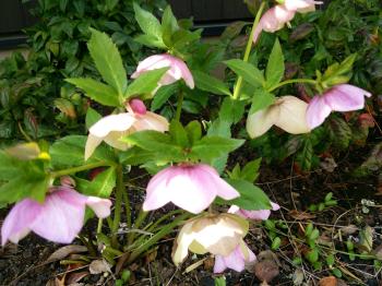 クリスマスローズ (5).JPG