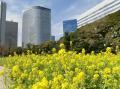 恩賜公園中の菜の花タワービル.jpg