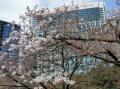 恩賜公園内の桜.jpg