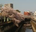 石神井川の桜並木.jpg