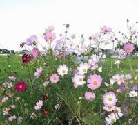 コスモス① (3).jpg