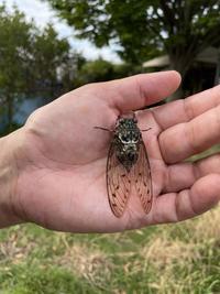手のひらに蝉(背景樹木).JPG