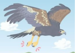 鷹.png